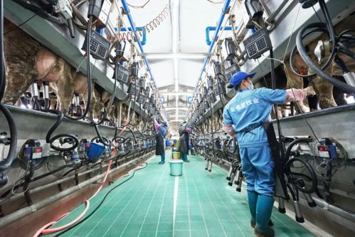 新乳業發布業績預告 上半年收入預計同比增長超60%，數字技術服務驅動強勁增長